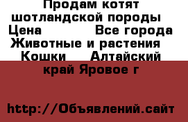 Продам котят шотландской породы › Цена ­ 2 000 - Все города Животные и растения » Кошки   . Алтайский край,Яровое г.